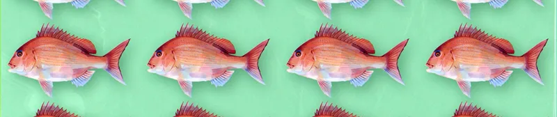 Negative Positive Angler Streams on Crunchyroll