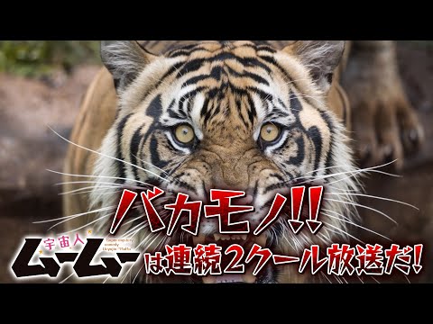 pv1